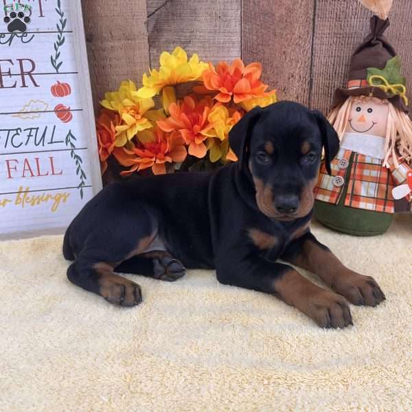 Nova, Doberman Pinscher Puppy